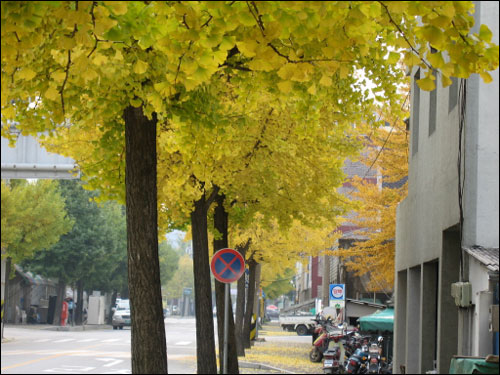 양구 읍내는 온통 은행나무뿐! 거리가 온통 노란빛이다. 